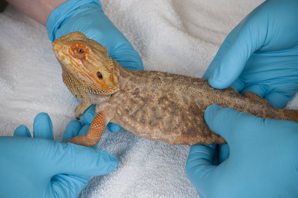 Bearded dragon receiving care at the UC Davis veterinary hospital.