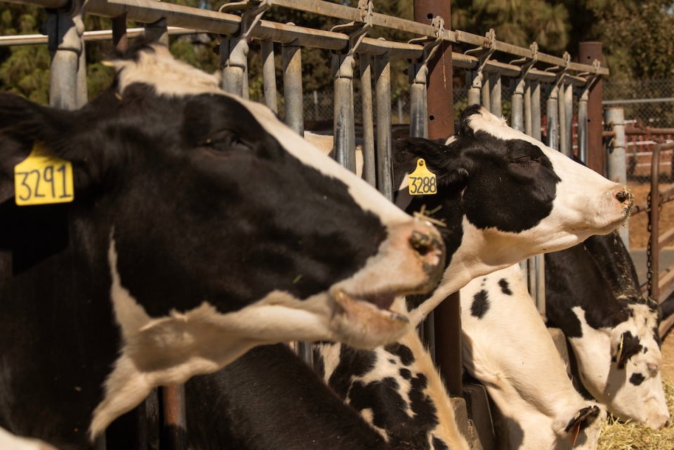 A row of dairy cows with tagged ears stick their heads out the metal bars and eat feed from a trough.