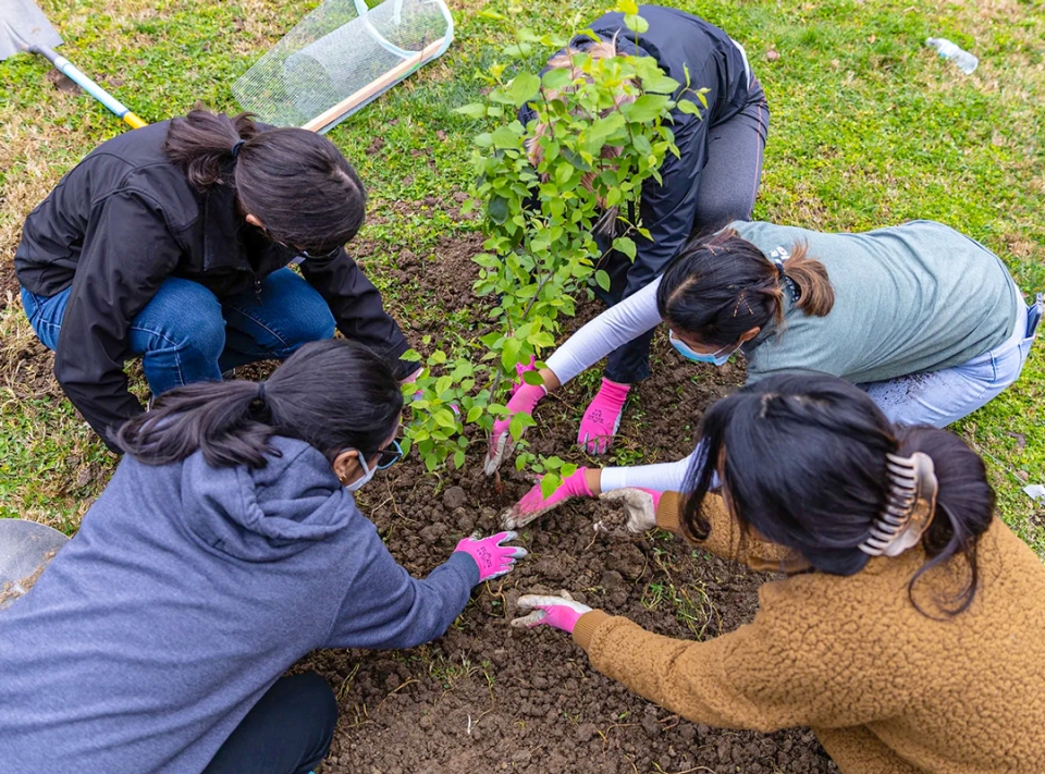 a group of four students planting a tree together